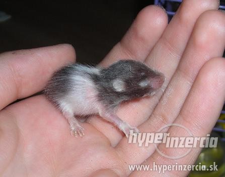 275112-predam-skrecky-syrske-3