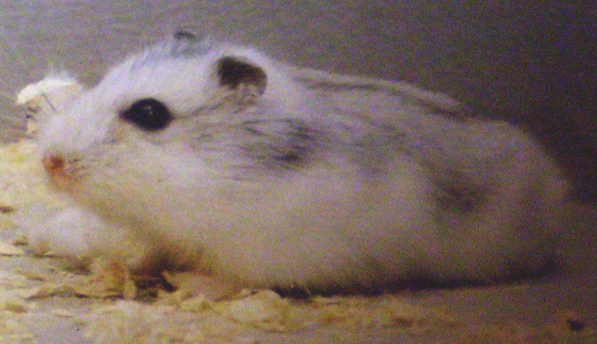 Škrečok-džungarský-(svetlošedá-varianta)